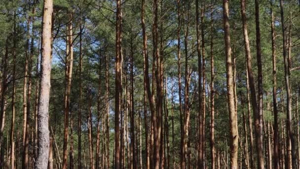 Troncos de pino moviéndose en el viento en el bosque de primavera — Vídeo de stock