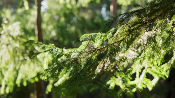 Branches d'épinette se déplaçant dans le vent dans la forêt de printemps — Video