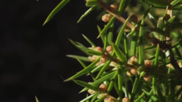 Sparren takken bewegen in de wind in het voorjaar bos — Stockvideo