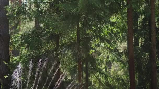 Aspersão águas grama na floresta de primavera — Vídeo de Stock