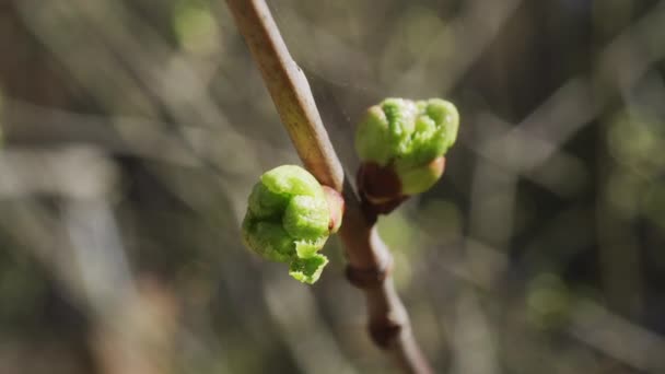 Green bursting buds of young leaves in spring — Stock Video