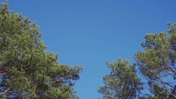 Cielo azul y puntas de pinos moviéndose en el viento — Vídeo de stock