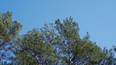 Mavi gökyüzü ve rüzgarda hareket eden çam ağaçları.