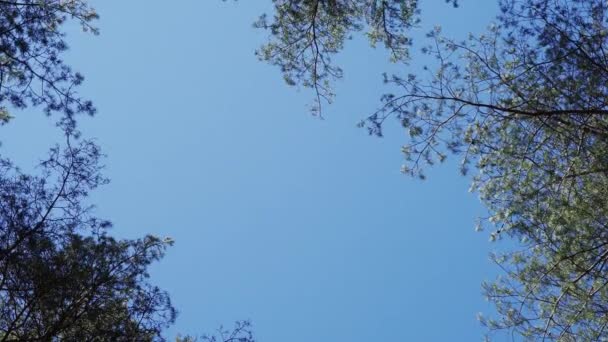 Cielo azul y puntas de pinos moviéndose en el viento — Vídeo de stock