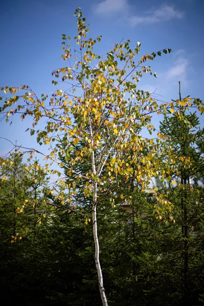 Primer plano de un árbol en otoño — Foto de Stock