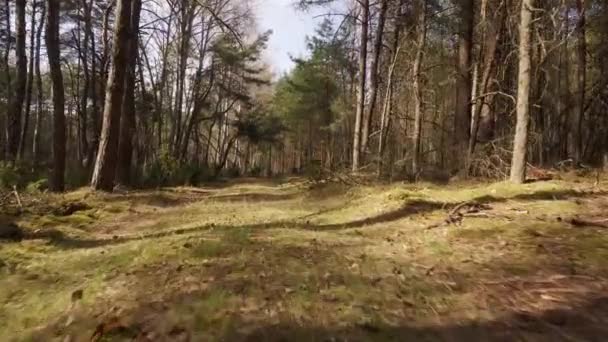 Promenade sur le sentier dans la belle forêt printanière — Video