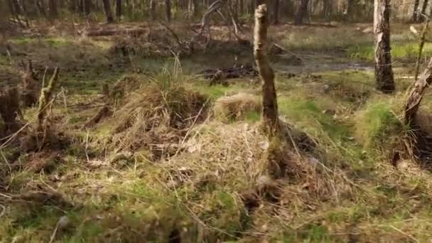 marcher à travers un marais sec dans une belle forêt printanière 