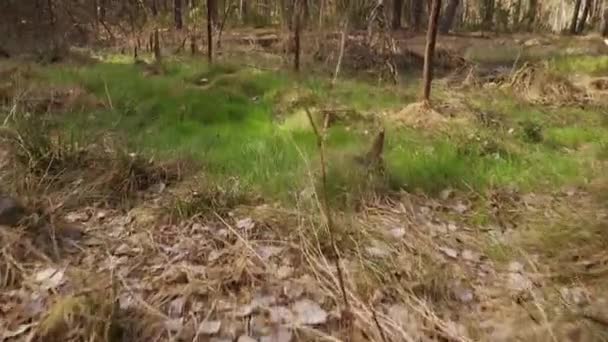 marcher à travers un marais sec dans une belle forêt printanière 