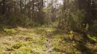 Bu güzel bahar ormanında yolda yürü