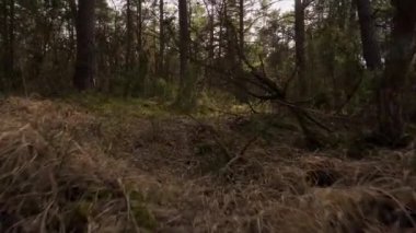 Bu güzel bahar ormanında yolda yürü