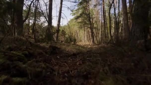 Wandelen op het pad in het prachtige voorjaarsbos — Stockvideo