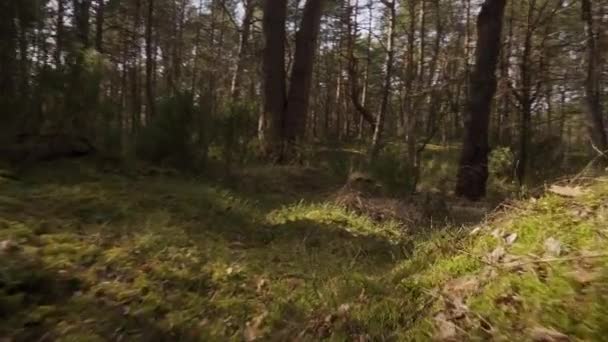 Promenade sur le sentier dans la belle forêt printanière — Video