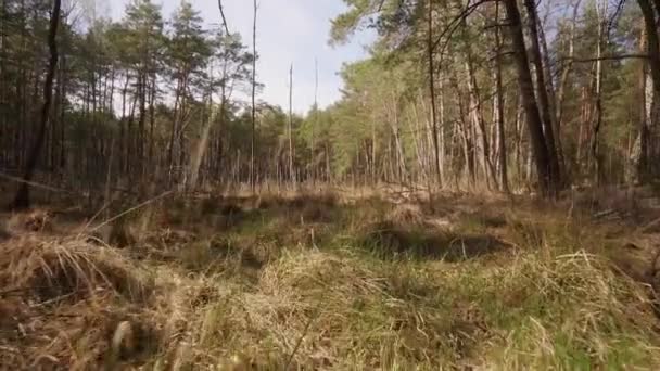 marcher à travers un marais sec dans une belle forêt printanière 