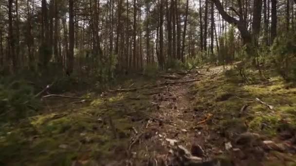Прогулка по тропинке в красивом весеннем лесу — стоковое видео