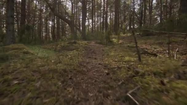 Caminar por el sendero en el hermoso bosque de primavera — Vídeo de stock