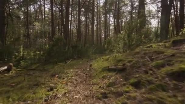 Séta az úton a gyönyörű tavaszi erdőben — Stock videók