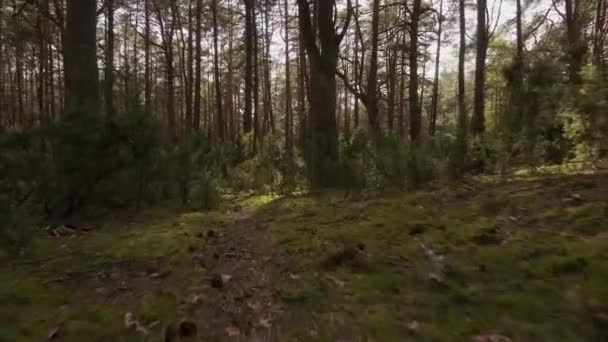 promenade sur le sentier dans la belle forêt printanière 
