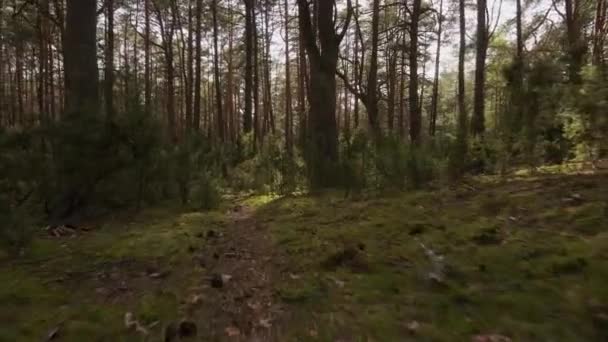 Caminar por el sendero en el hermoso bosque de primavera — Vídeo de stock