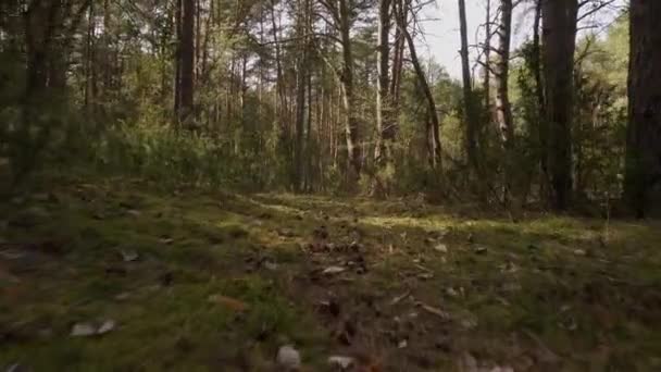 Прогулка по тропинке в красивом весеннем лесу — стоковое видео