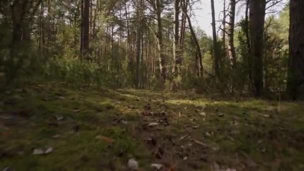 Caminar por el sendero en el hermoso bosque de primavera — Vídeo de stock