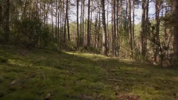 Promenade sur le sentier dans la belle forêt printanière — Video