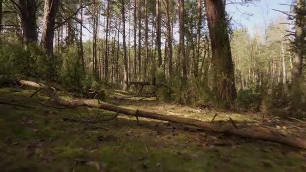 Caminar por el sendero en el hermoso bosque de primavera — Vídeo de stock