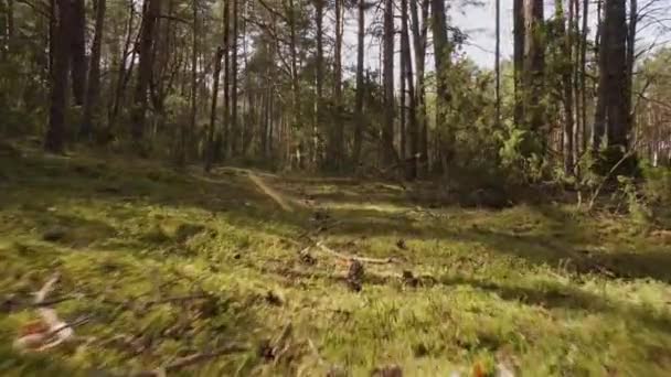 Caminar por el sendero en el hermoso bosque de primavera — Vídeo de stock