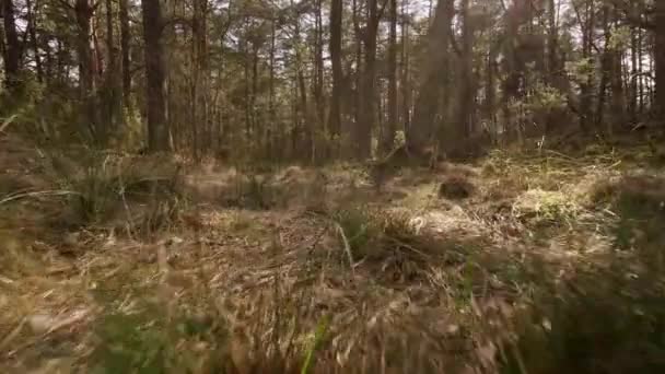 Spaziergang durch einen trockenen Sumpf in einem wunderschönen Frühlingswald — Stockvideo