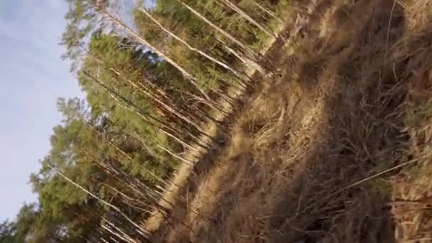 Marcher à travers un marais sec dans une belle forêt printanière — Video