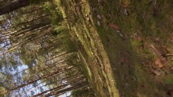 Caminar por el sendero en el hermoso bosque de primavera — Vídeo de stock