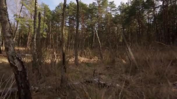 Spaziergang durch einen trockenen Sumpf in einem wunderschönen Frühlingswald — Stockvideo