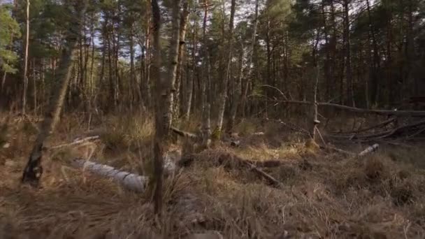 Marcher à travers un marais sec dans une belle forêt printanière — Video