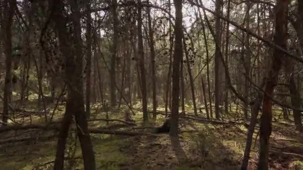 Spaziergang durch den toten und ausgetrockneten Kiefernwald — Stockvideo