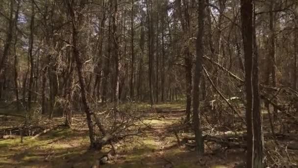 Caminar por el bosque de pinos muertos y secos — Vídeo de stock