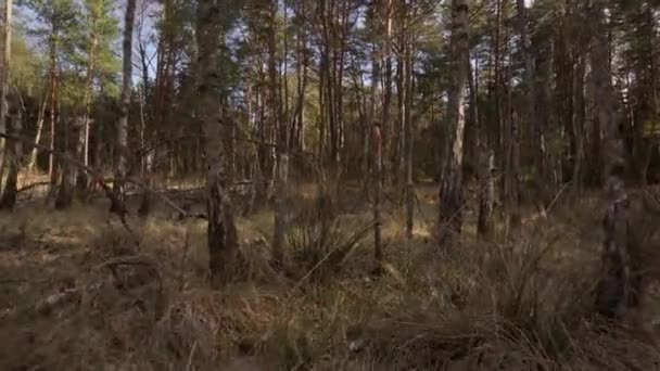 Spaziergang durch einen trockenen Sumpf in einem wunderschönen Frühlingswald — Stockvideo