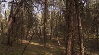 Ölü ve kurumuş çam ormanlarında yürü. 