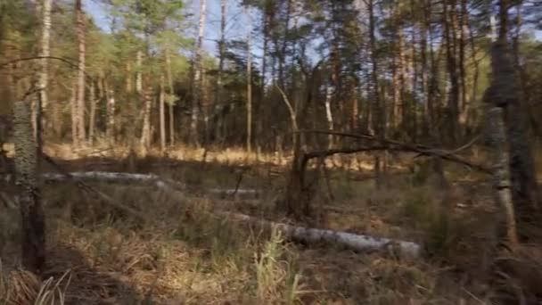 Marcher à travers un marais sec dans une belle forêt printanière — Video