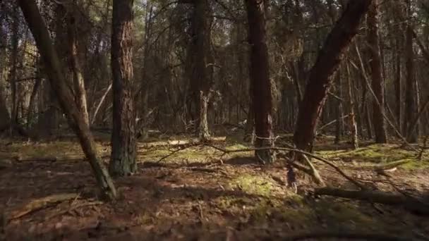 Caminhar através da floresta de pinheiros mortos e secos — Vídeo de Stock