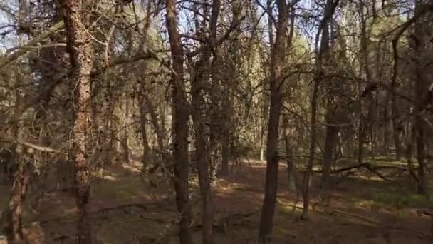 Caminar por el bosque de pinos muertos y secos — Vídeo de stock