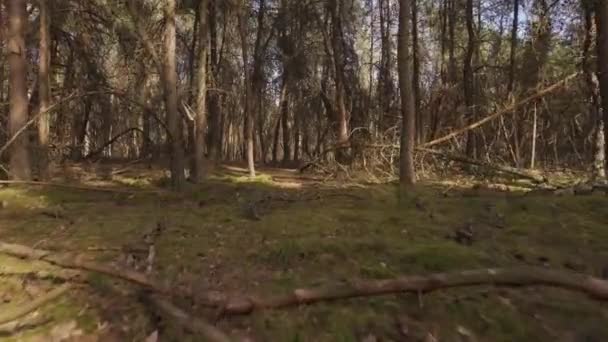 marcher à travers la forêt de pins morts et séchés  