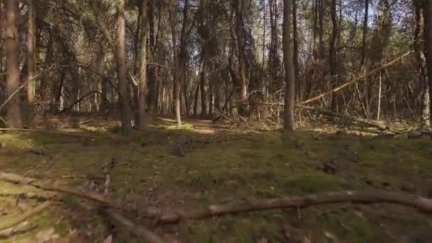 Caminar por el bosque de pinos muertos y secos — Vídeo de stock