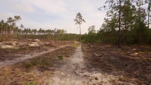 Caminar en un camino arenoso en el campo después de la deforestación en el bosque — Vídeo de stock
