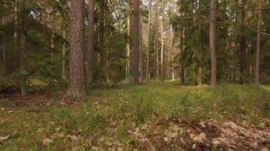 Bahar ormanındaki yeşil yosunların arasından yürü.