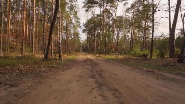 Caminhar em uma estrada arenosa em uma floresta de primavera — Vídeo de Stock