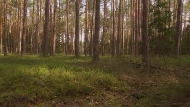 Caminar por el musgo verde en un bosque de primavera — Vídeos de Stock