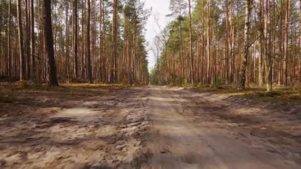 Wandelen over een zandweg in een voorjaarsbos — Stockvideo