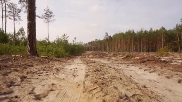 Spacery po piaszczystej drodze na polu po wylesianiu w lesie — Wideo stockowe