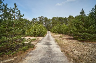 Çam ormanında terk edilmiş beton yol