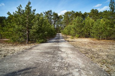 Çam ormanında terk edilmiş beton yol