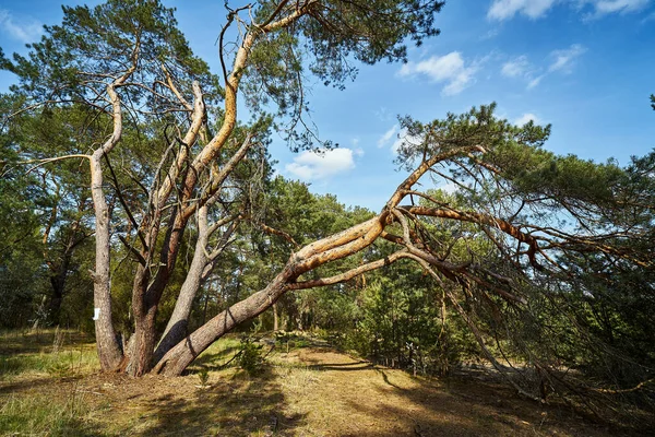 Árboles viejos en un bosque de primavera de pino —  Fotos de Stock